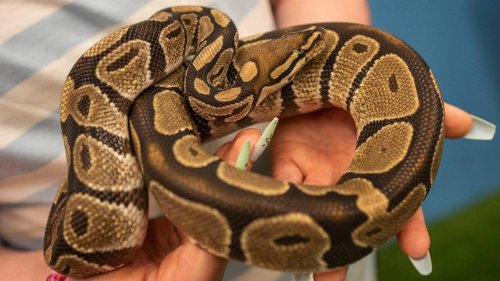 Crocky-J has company: A Chiefs draft pick will be bringing pet python to KC