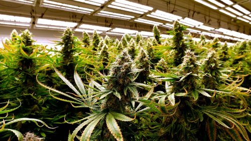 Marijuana now legal in Missouri: How it effects expungement, licenses, decriminalization