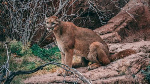 Mountain lion seen for first time in Texas county, officials say. ‘Use caution’