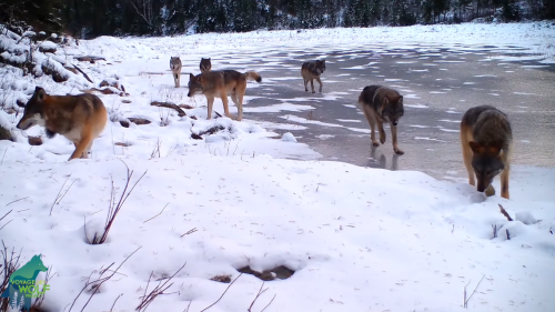 Rare video captures entire wolf pack in remote part of Minnesota national park