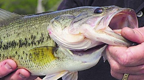 Can you catch a fish with your hands? These KS lakes are removing their fishing limits