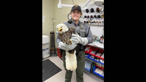 Bald eagle ‘likely hit by a car’ while hunting for food, Missouri officials say