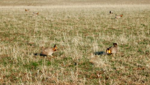 Trump administration wants to remove protections for threatened Kansas bird • Kansas Reflector