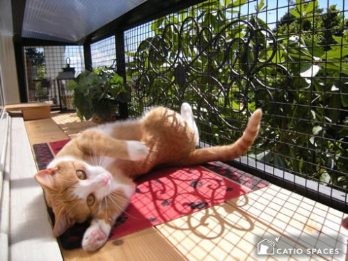 Protect Your Cat From the High Pollen Counts and Next Heatwave With These 5 Expert Tips