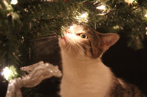 7 Ways to Pet-Proof Your Christmas Tree