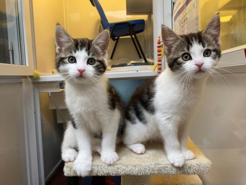 London Animal Charity Urgently Appeals for Foster Carers After Unprecedented Intake of Kittens in May