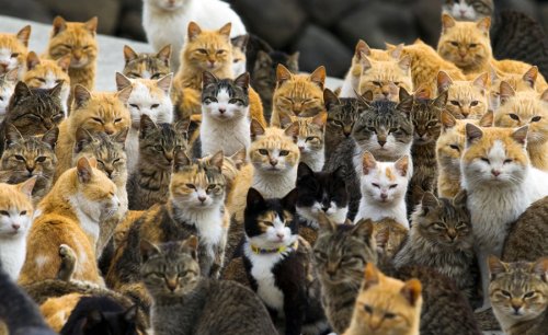 Unleash Your Inner Cat Lover with These Top Japan Travel Tips