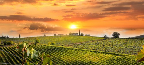 Best Wine Regions to Visit in the United States