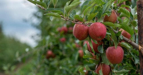 Major Kent apple grower sold for £15.7 million