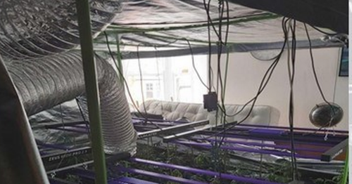 Police seize 200 cannabis plants from property in Broadstairs