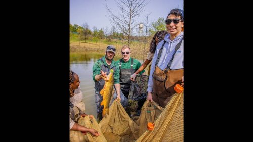 KSU students leap to action to save fish left stranded by Buffalo Trace flooding