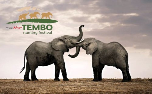 Feel Like Giving an African Tembo Your Name?