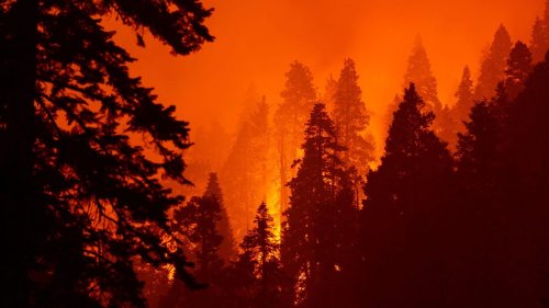 10% of the World's Sequoias Burned in a Single Wildfire Last Year