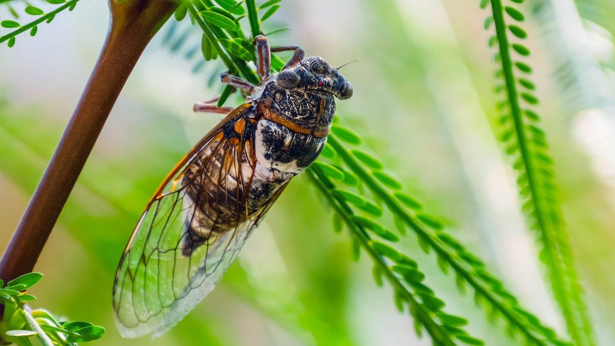 How to Get Cicadas Out of Your Yard Without Using Chemicals