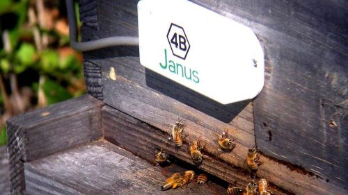 This Sensor Lets Beekeepers Catch Bees Before They Do Each Other Dirty