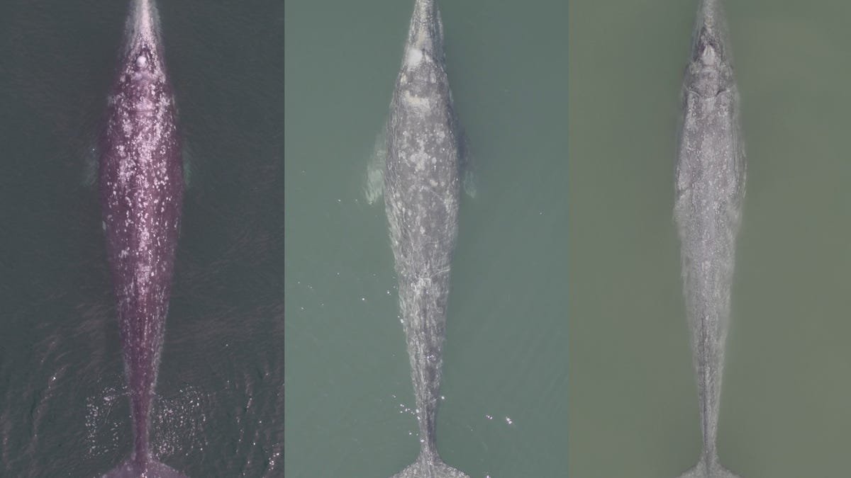 Gray Whales Off Baja California Are Dying En Masse
