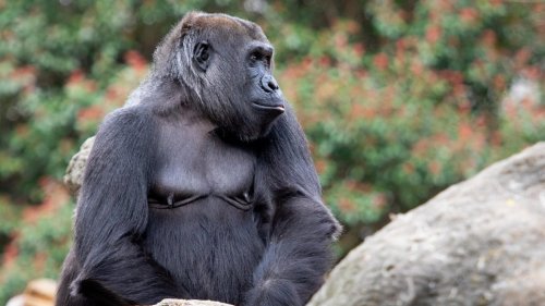 Captive Gorillas Started Using a Special Call Just to Summon Zookeepers