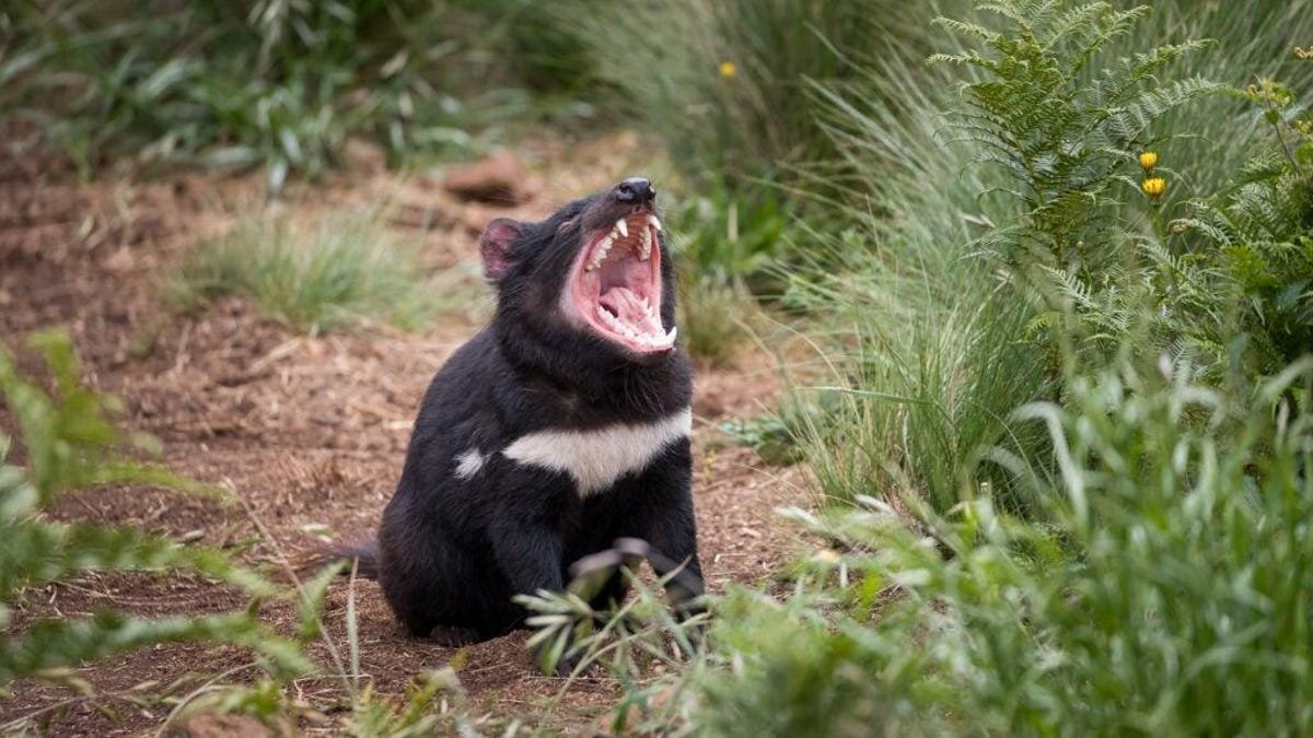 Tasmanian Devils Born in Australia Wild for First Time in 3,000 Years