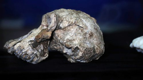 The skull of humanity’s oldest known ancestor is changing our understanding of evolution