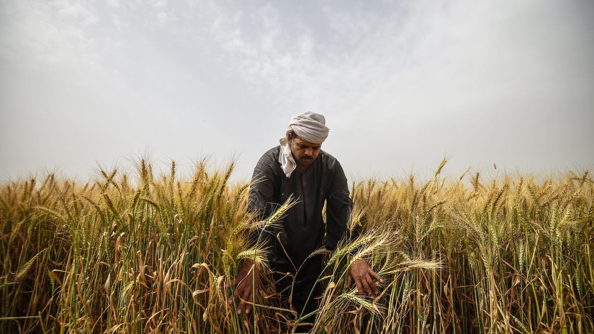 Technology is changing the face of farming in Egypt