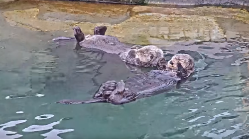 The most exciting channel in Twitch's new "hot tub" section is a bunch of literal otters in a pool