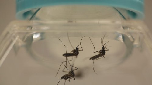 A Chinese “mosquito factory” releases 20 million of the little buggers into the wild every week