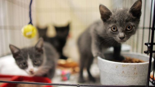 Kitten Season Is a 'Natural Disaster' That's Only Getting Worse