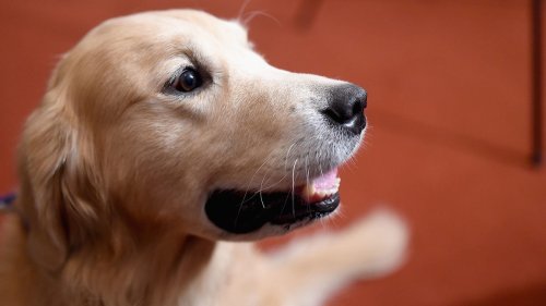 Different Dog Breeds Have Different Brains, Scientists Find
