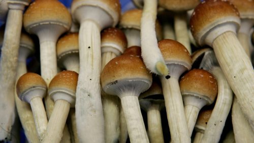 Psychedelic Mushrooms Grew in a Man's Veins After He Injected Them