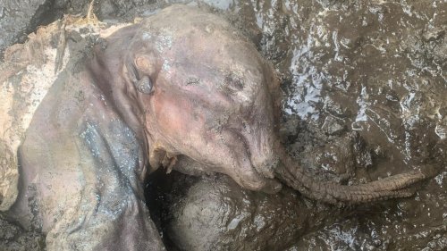 'Gasps' as Scientists Reveal Preserved Baby Woolly Mammoth