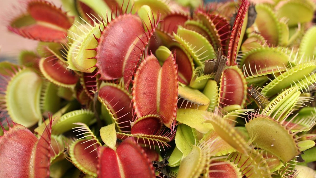 What Are Venus Flytraps Doing With Magnetic Fields?