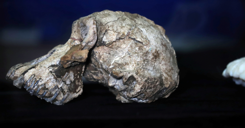 The skull of humanity’s oldest known ancestor is changing our understanding of evolution