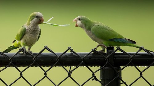 Feral Parrots Are Taking Over America