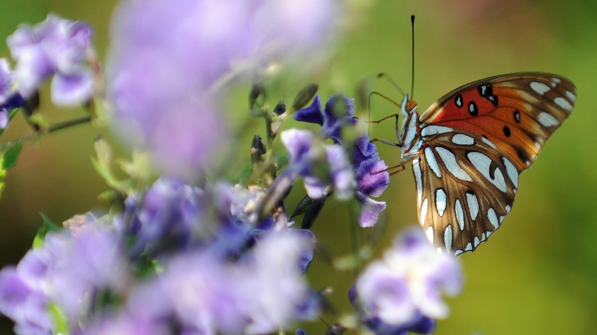 Climate Change Is Killing Butterflies in the American West