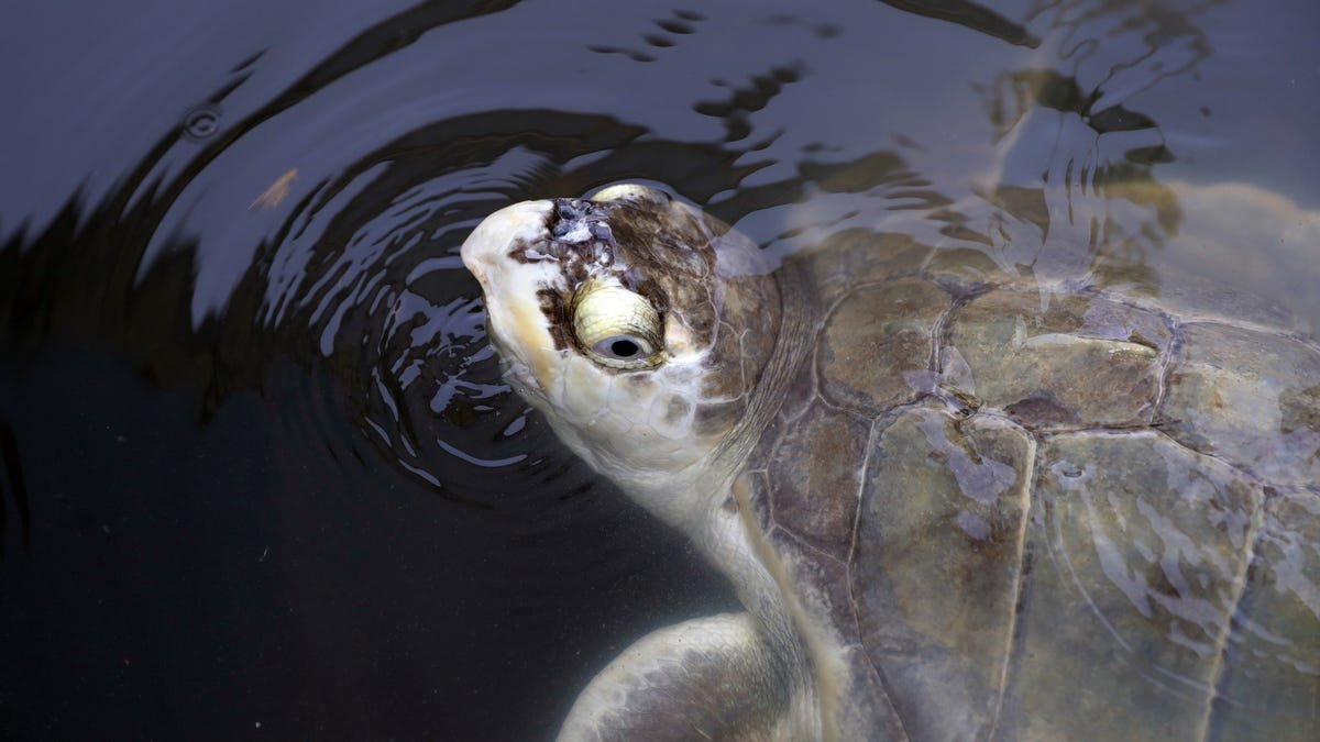Thousands of Stunned Sea Turtles Being Rescued From the Texas Freeze
