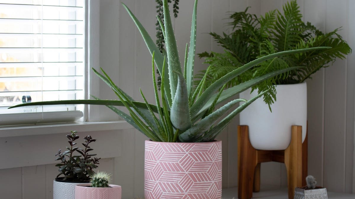 How to Grow Aloe Vera, Because It's Easier Than You Think