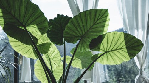 12 of the Best Houseplants With Obscenely Large Leaves
