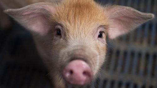 How Pigs Are Being Used to Save Lives