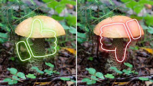 Don't use AI to identify mushrooms or you might die