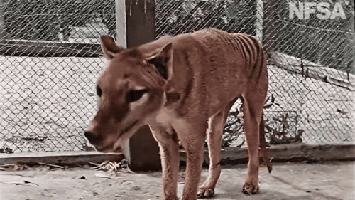 Colorized Footage of Tasmanian Tiger Brings an Extinct Species Back to Life