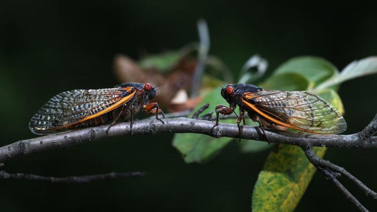 Georgian emergency workers ask people to stop calling 911 about ear-splitting cicada sex parties