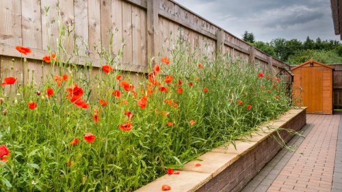 How to Grow a Wildflower Garden From Seed (and Why You Should)