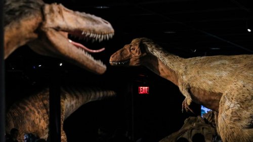 2.5 Billion T. Rex May Have Roamed Earth