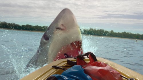 „The Reef 3“: Bekommt der Hai-Horror eine Fortsetzung?