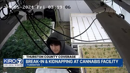 Security guard kidnapped during Tumwater armed cannabis heist
