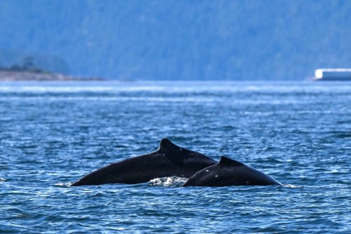 Famous humpback whale ‘Big Mama’ returns to Salish Sea with new calf