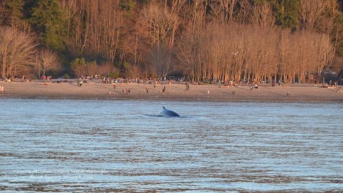 ‘Rare sighting alert’: Fin whale spotted near North Seattle beaches