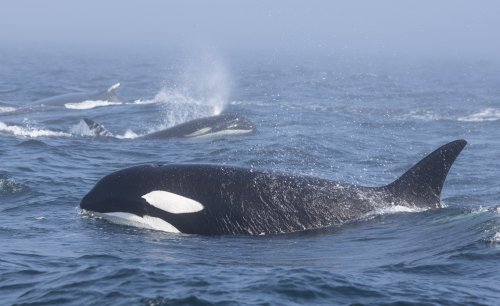 Rare clash between orcas, humpback whales witnessed in Salish Sea