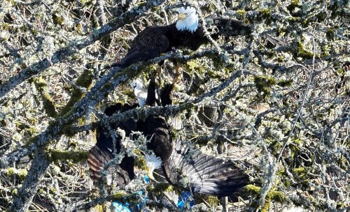 Eagles with talons locked high atop tree in Lake Stevens freed with help of crows, authorities