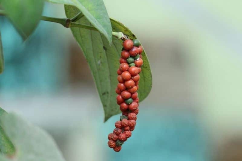 Le poivre des Bolovens, l’expression aromatique d’un grand terroir laotien
